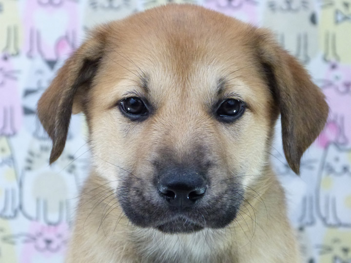 chinook puppy